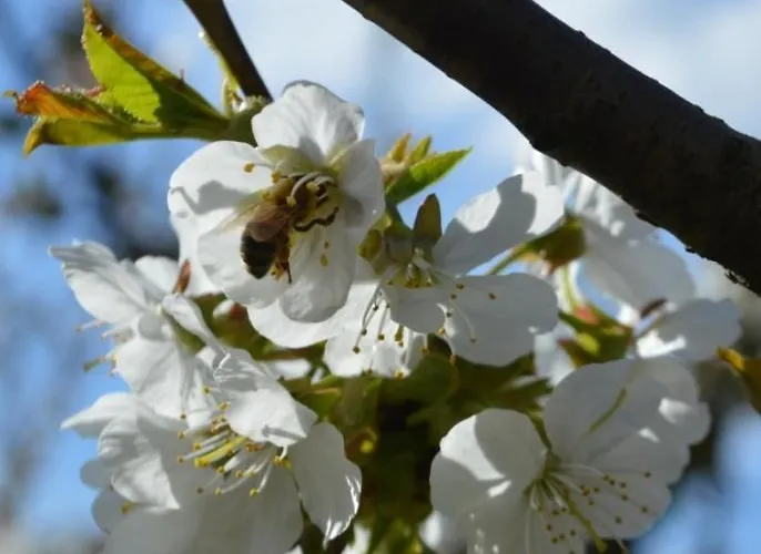 Daire Il Cerro Marzabotto
